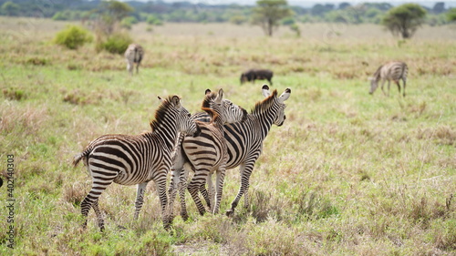 serengeti Zebras