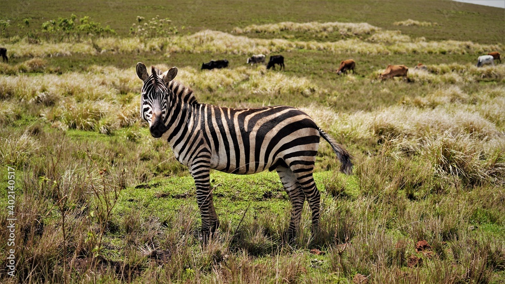 Naklejka premium serengeti Zebras