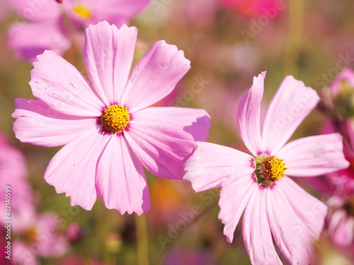 Cosmos flower springtime in garden, pink color on blurred of nature background