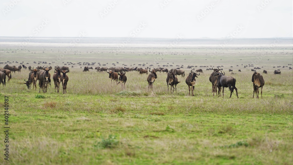 serengeti wildebeest migration