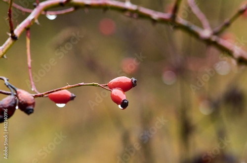 Rose hips on a branch in rainy weather