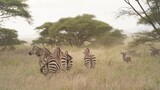 serengeti Zebras