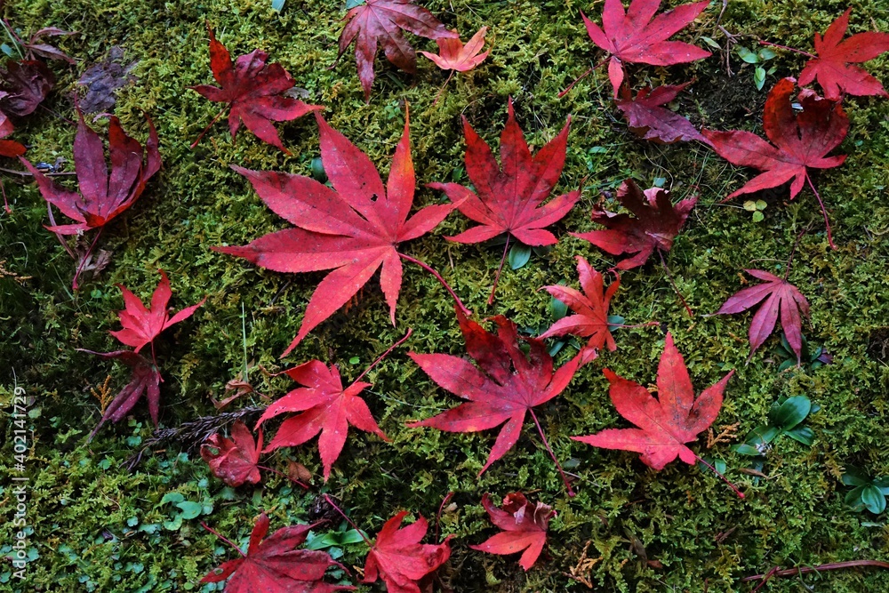 Beautiful Maple leaf over green moss background at Gyokunji Temple , in Kyoto Tamba , Japan - 赤いもみじの葉 背景が緑色の苔 Beautiful Maple leaf over green moss background at Gyokunji Temple , in Kyoto Tamba , Japan - 赤いもみじの葉 背景が緑色の苔