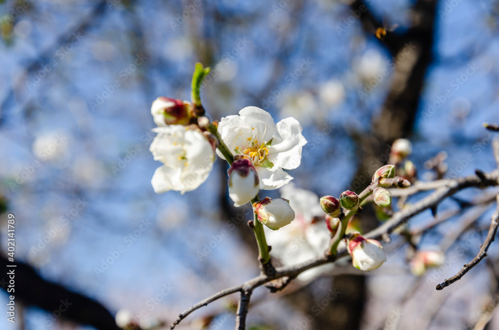 Almond flowers, springtime. Close-up of almond flowers from Datca, Mugla, Turkey Almond flowers, springtime. Close-up of almond flowers from Datca, Mugla, Turkey