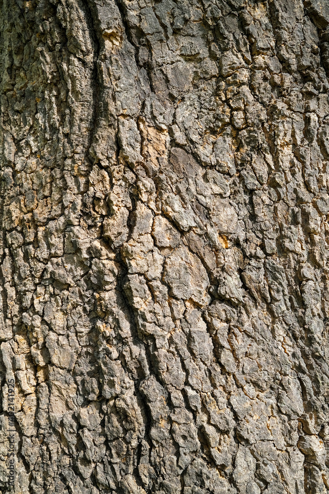 Fototapeta premium Close up of tree bark