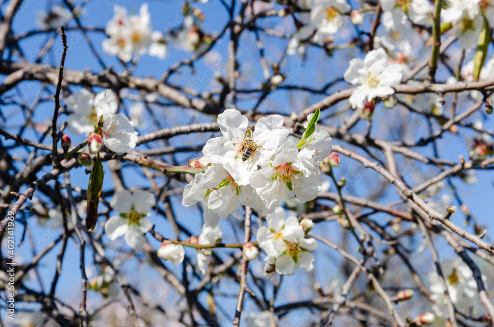 Almond flowers, springtime. Close-up of almond flowers from Datca, Mugla, Turkey Almond flowers, springtime. Close-up of almond flowers from Datca, Mugla, Turkey