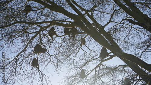 Serengeti Monkeys