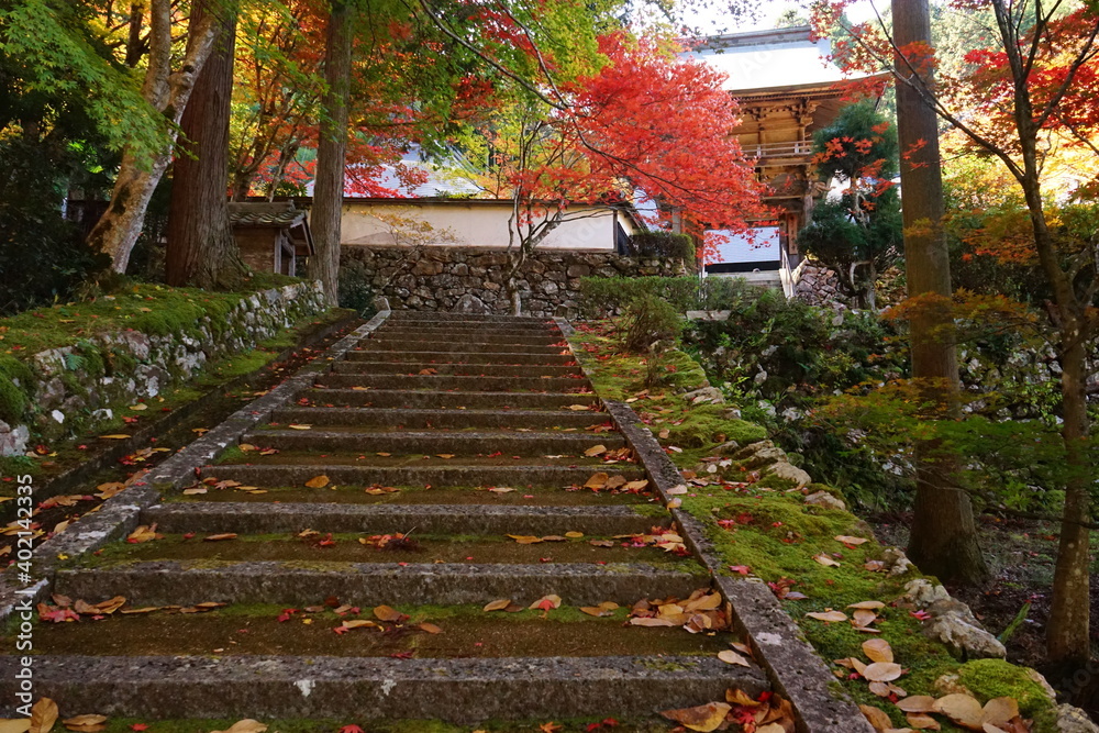 Stairs to Gyokunji Temple with beautiful autumn foliage , in Kyoto Tamba , Japan - 京都 玉雲寺の階段 秋の紅葉