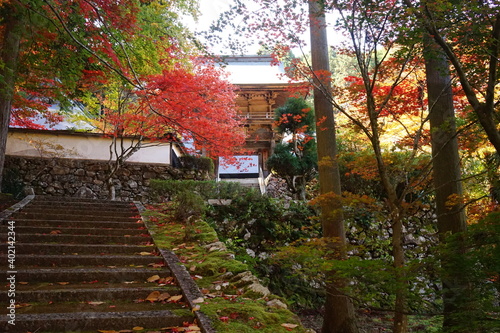 Stairs to Gyokunji Temple with beautiful autumn foliage , in Kyoto Tamba , Japan - 京都 玉雲寺の階段 秋の紅葉