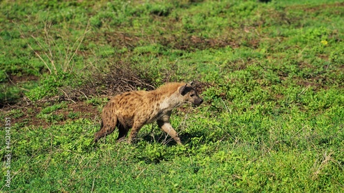 Hyena