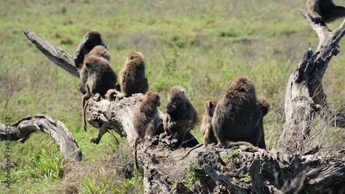 Serengeti Baboon