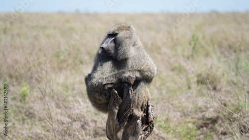 Serengeti Baboon