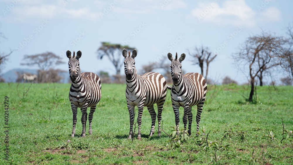 Fototapeta premium serengeti zebras