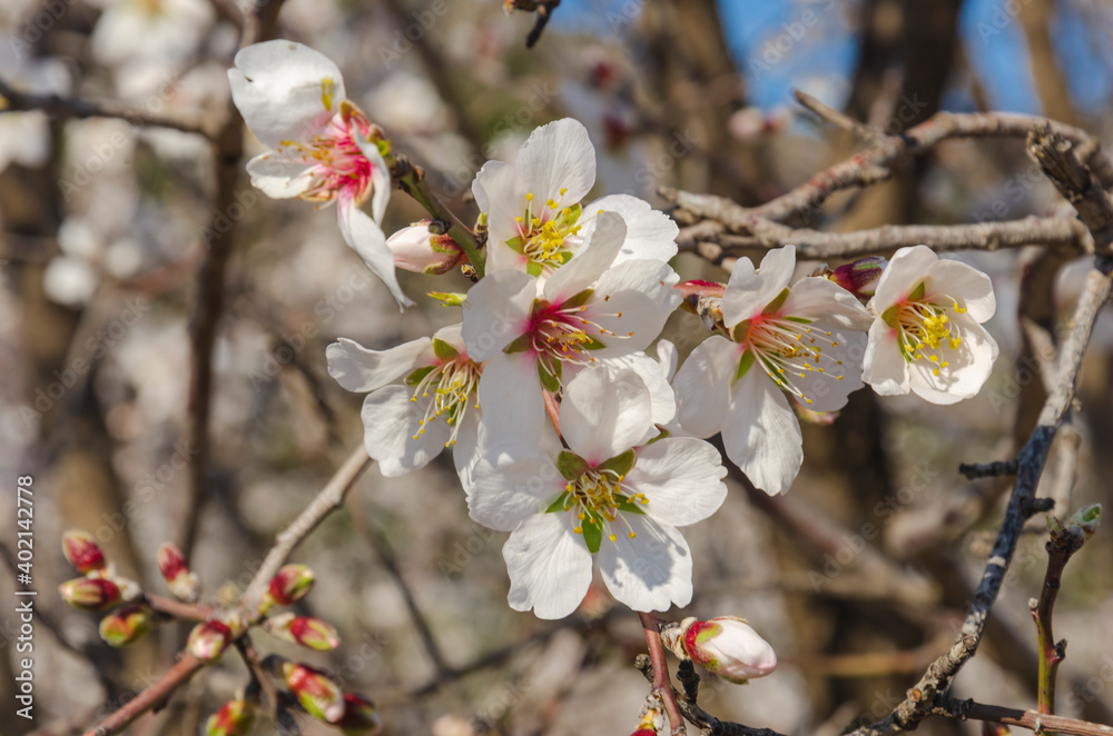 Almond flowers, springtime. Close-up of almond flowers from Datca, Mugla, Turkey Almond flowers, springtime. Close-up of almond flowers from Datca, Mugla, Turkey