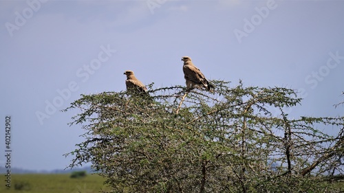 serengeti birds
