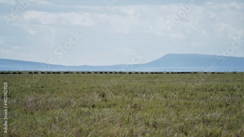 animal migration serengeti
