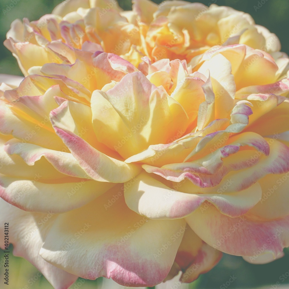 photo of artistic rose yellow in the garden photo of artistic rose yellow in the garden