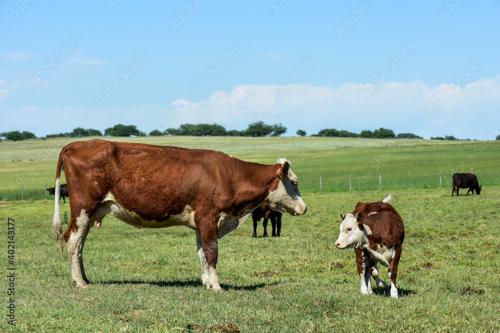Cattle and  calf, Argentine countryside,La Pampa Province, Argentina.