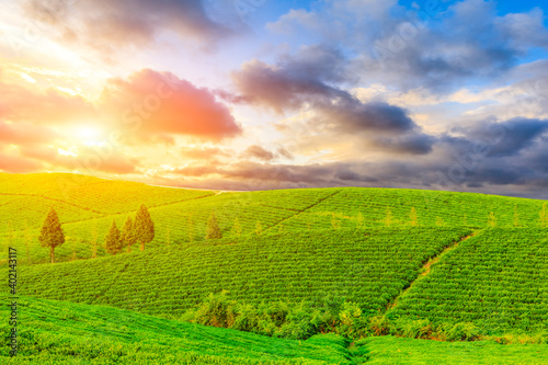 Green tea mountain at sunset tea plantation natural background.