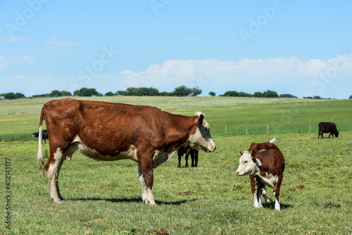 Cattle and calf, Argentine countryside,La Pampa Province, Argentina.
