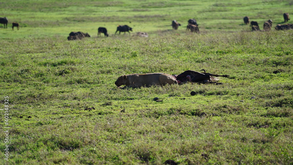 Lion kill Lion kill