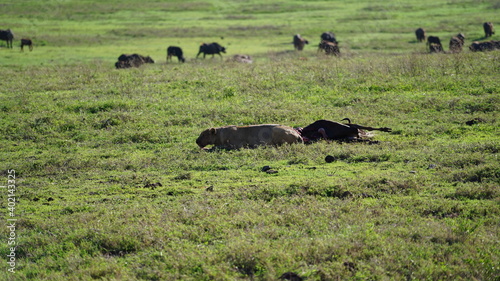 Lion kill