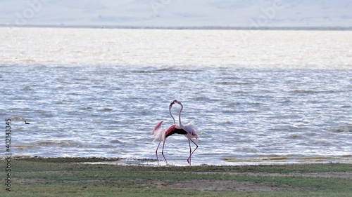 Ngorongoro 