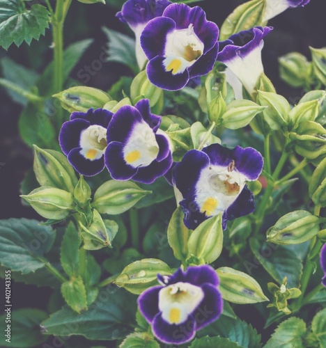 photo of artistic torenia fournieri in the garden photo