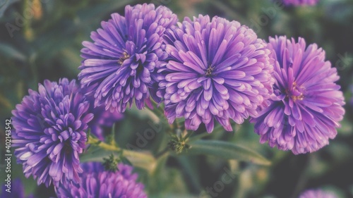 photo of michaelmas daisy flowers in the garden