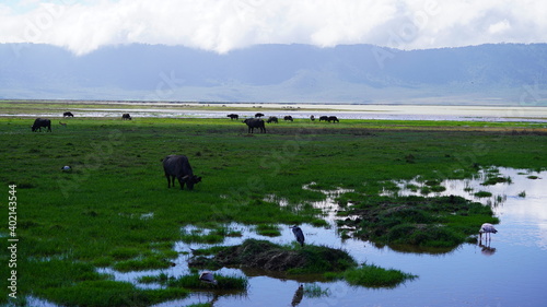 Ngorongoro Crater