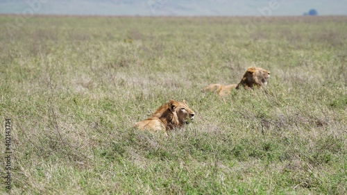 Lion