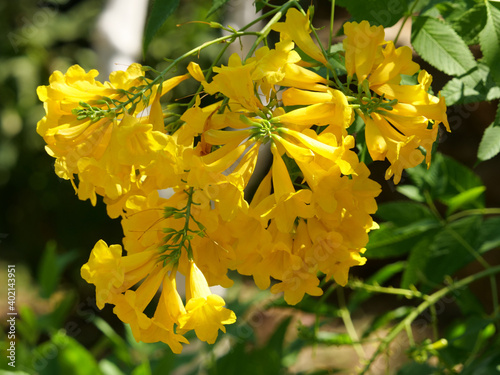 Closeup shot of yellow tecoma flowers photo