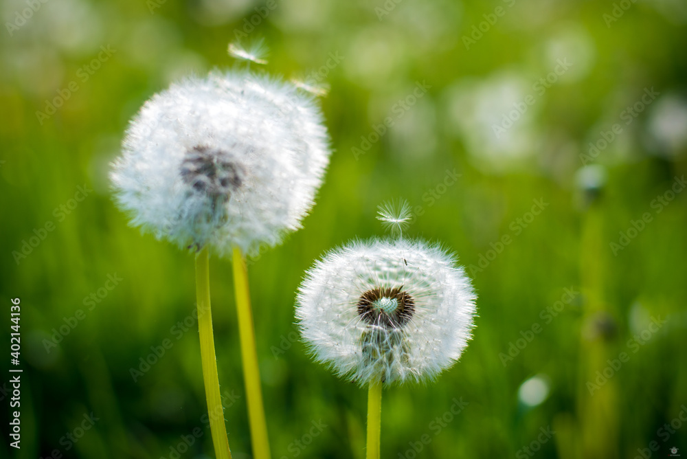 dandelion in grass dandelion in grass