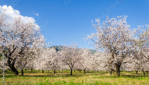 Fotografia Almond trees blooming in orchard against blue, Spring sky