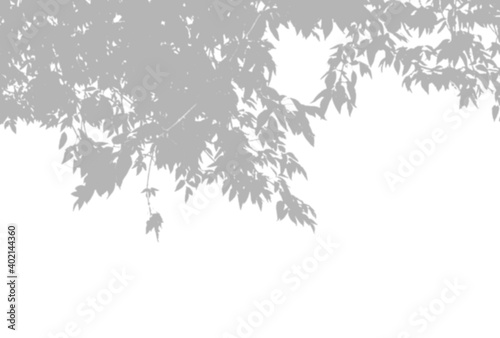 Natural light casts shadows from an willow branch on a white isolated background. Shadow overlay effect.