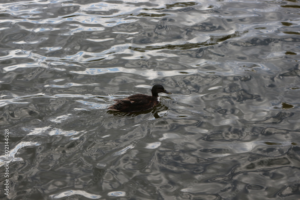 Wild duck swims in the dark water of the lake
Wild duck swims in the dark water of the lake