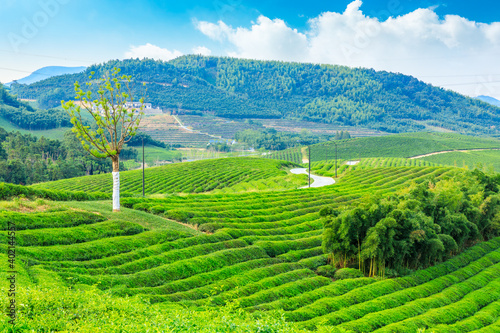 Green tea plantation.agricultural field nature background. © ABCDstock