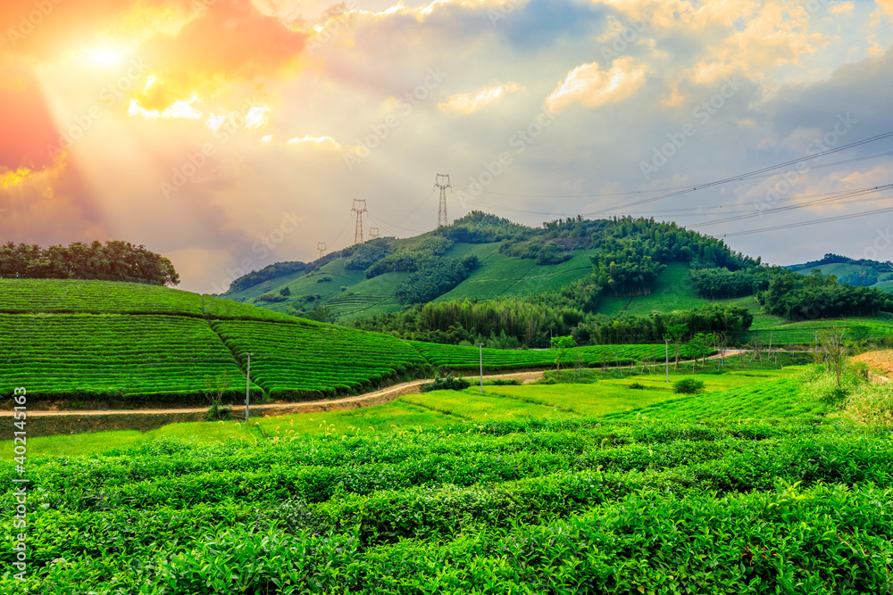 Fototapeta premium Green tea mountain at sunset,tea plantation natural background.