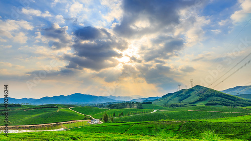 Green tea plantation.agricultural field nature background.