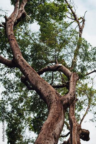 Tree trunk seen from below