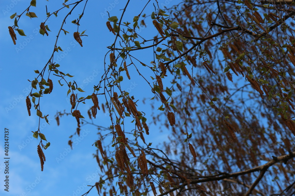Birches bloomed in the spring forest Their flowers are like earrings
Birches bloomed in the spring forest Their flowers are like earrings