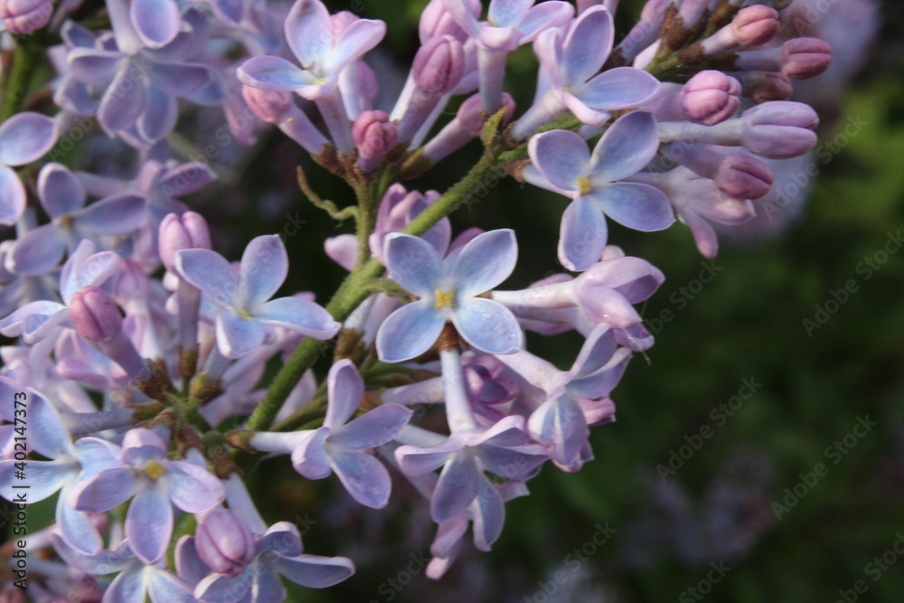 lilac branch with flowers close-up summer lilac background spring lilac branch with flowers close-up summer lilac background spring
