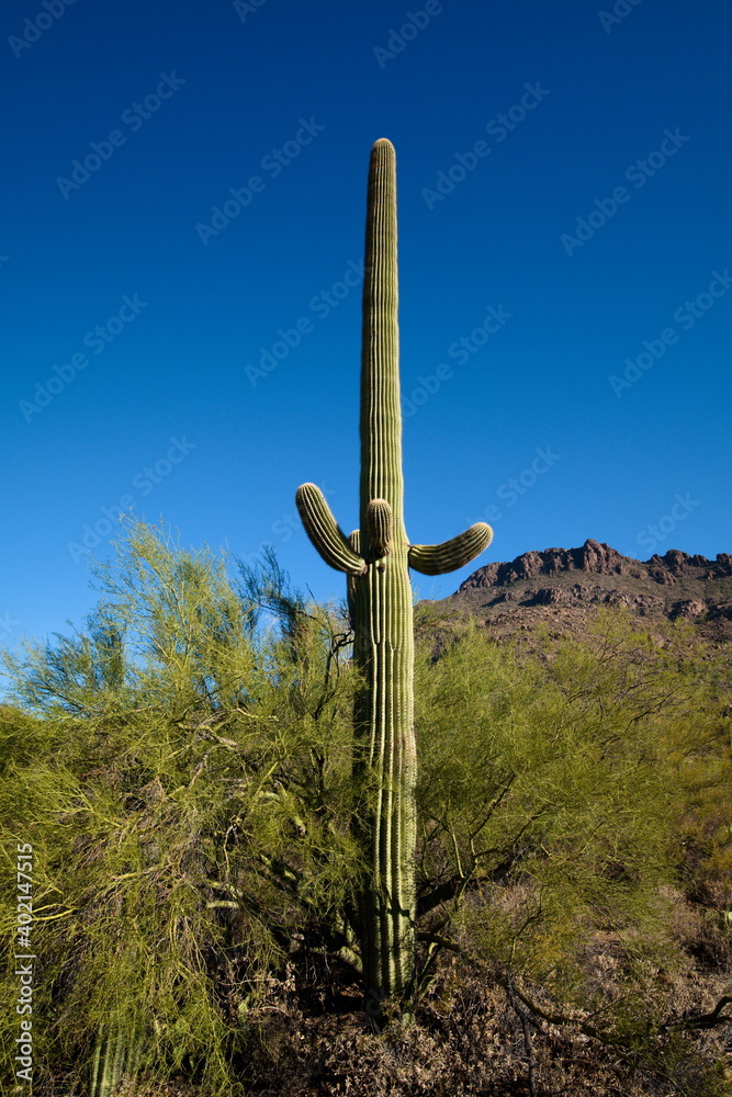 A saguaro in the desert outside Tucson in early morning
