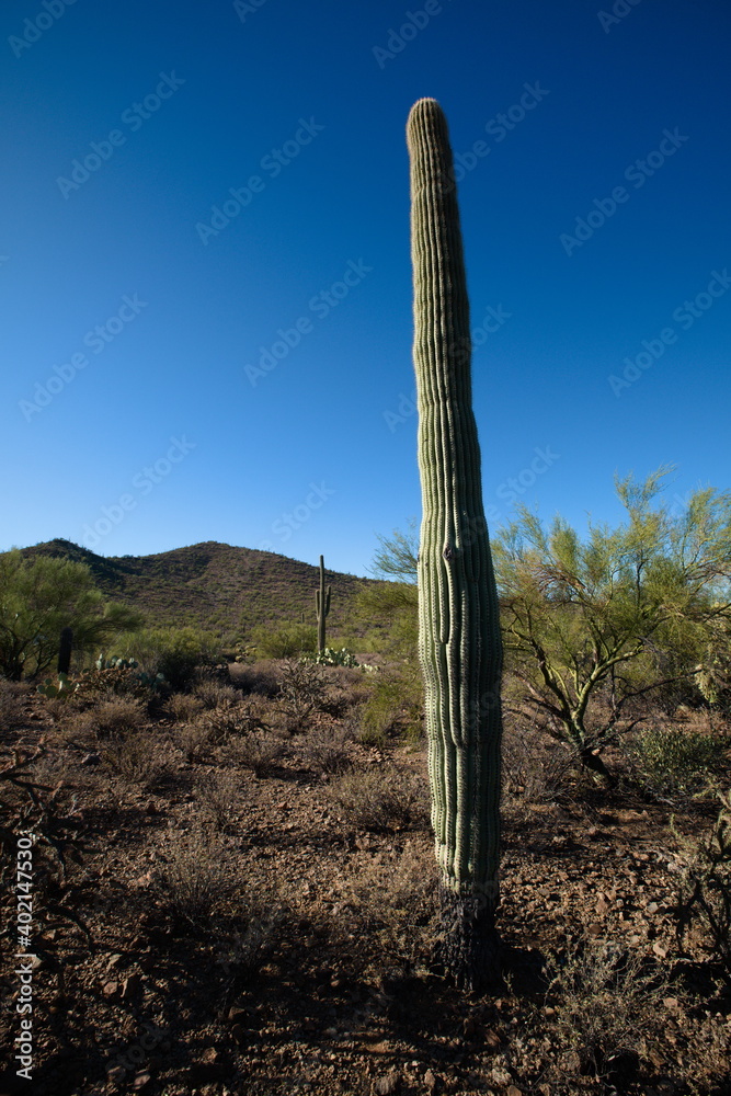 A saguaro near Tucson in early morning