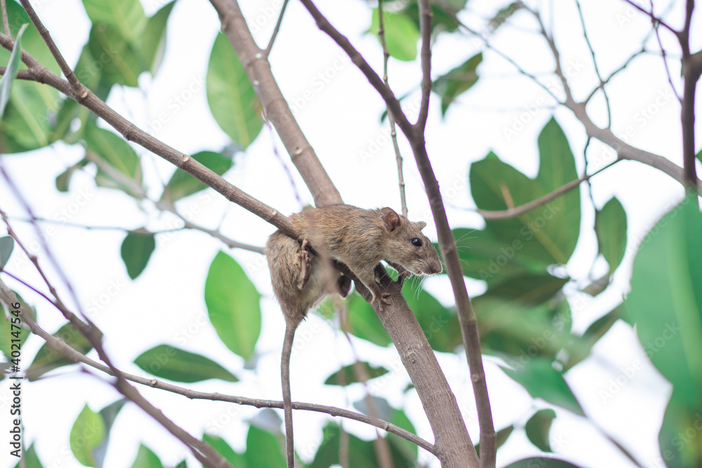 Single rat or mouse (Rattus) is clamber on the branch of tree