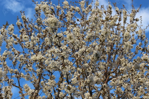  White flowers bloom on cherry plum tree in spring garden