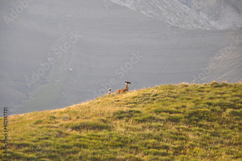 Lamy wygrzewają się na górskiej łące w Dolomitach