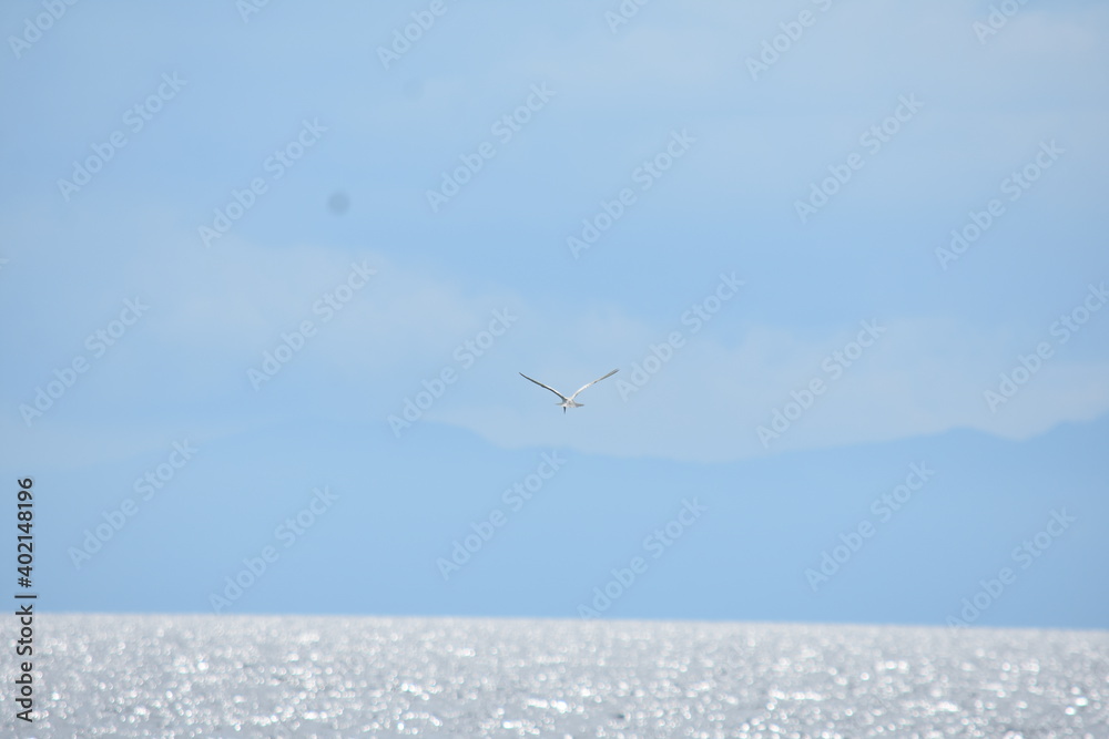 A Bird Flying Over Ocean Water