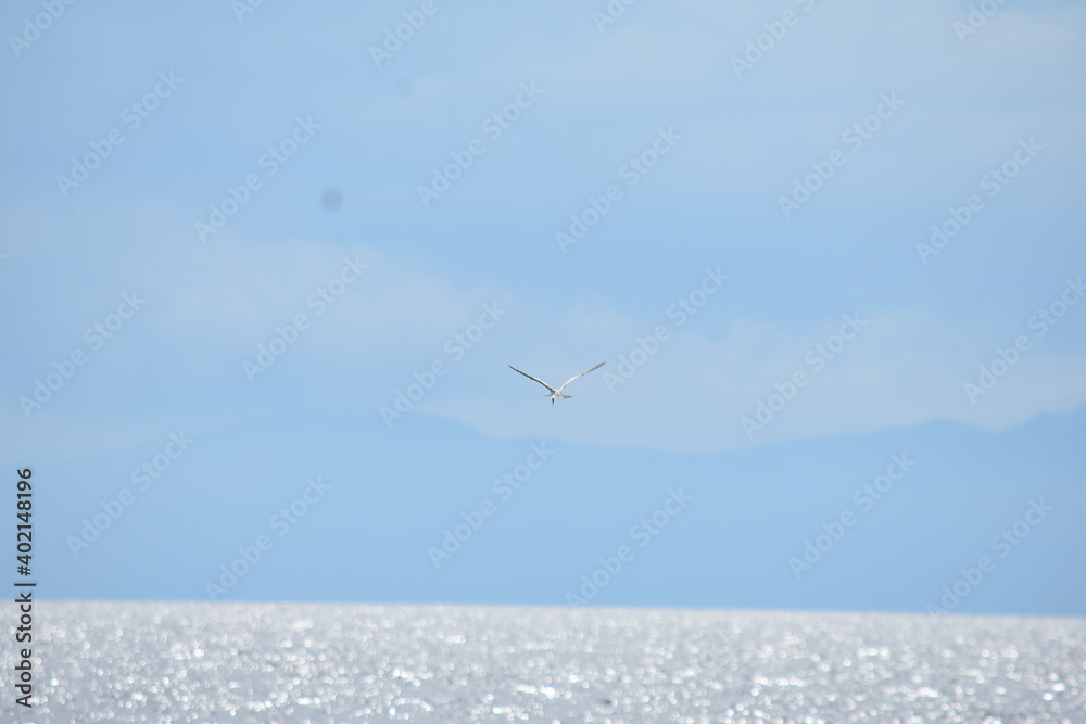 Fototapeta premium A Bird Flying Over Ocean Water