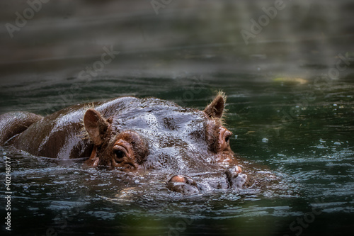 a hippo swimming